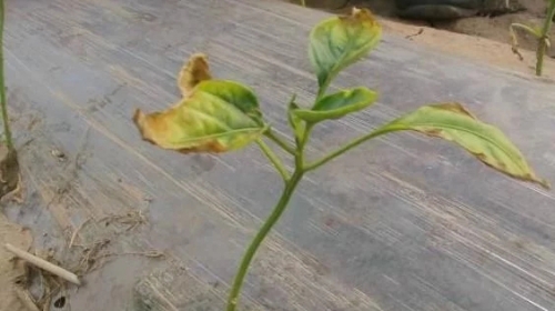 鸡粪发酵不完全，将会造成这种伤害，有这种状况的一定要当心了