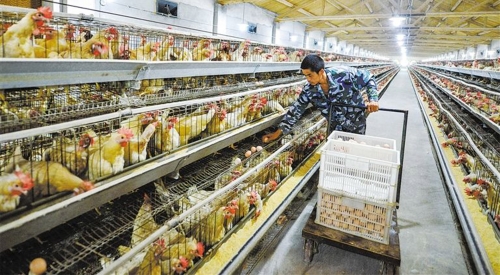 2020鸡粪智能处理啦，你还不知道？